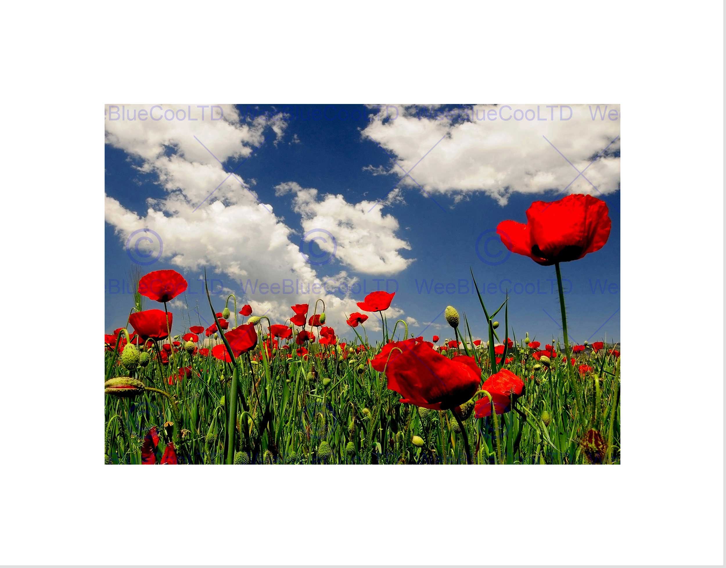 Wee Blue Coo POPPY FIELD CLOUDS SKY BELGIUM SOMME BLACK FRAMED ART PRINT PICTURE B12X9154
