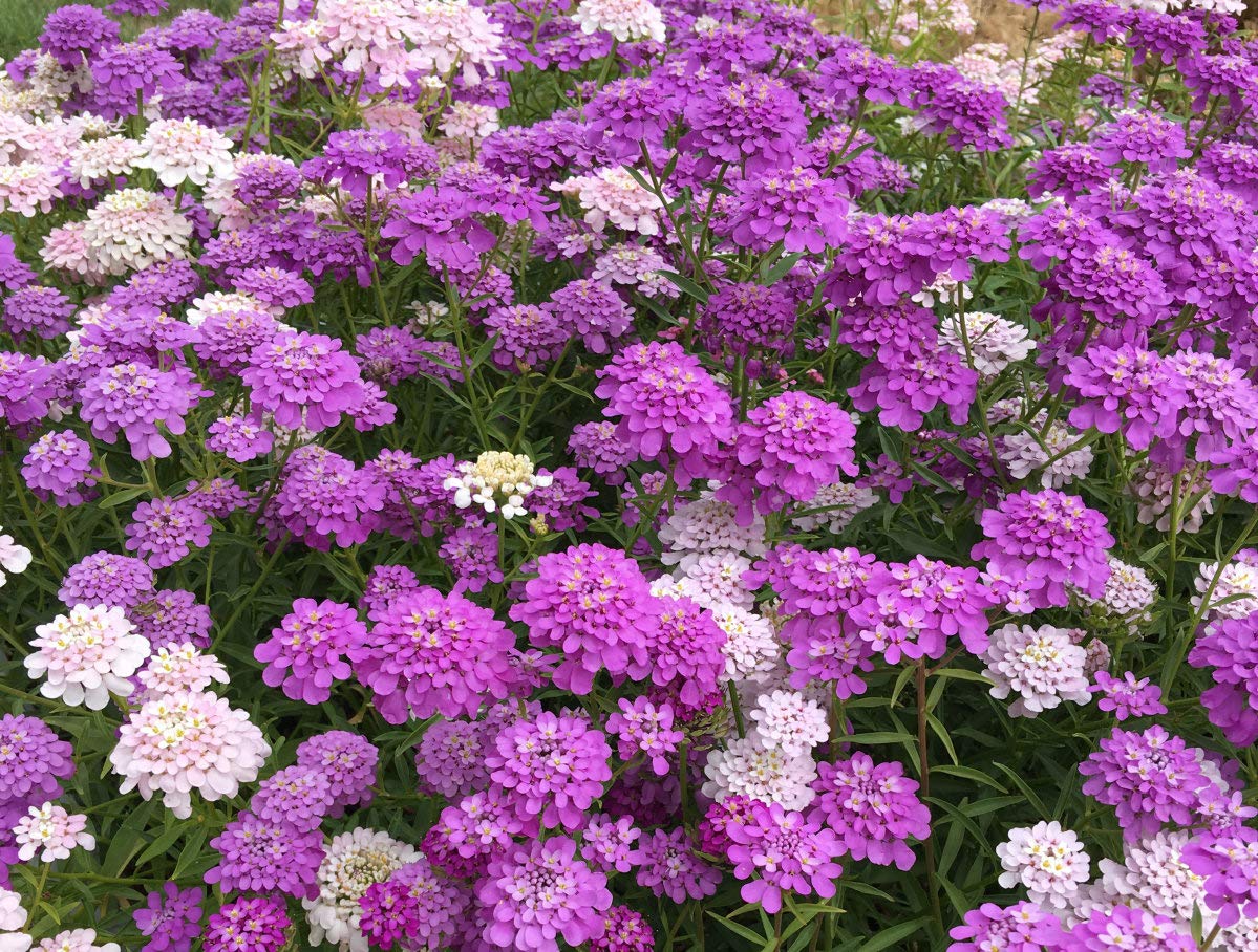 Golden Hills Farm Candy-Tuft Flower mix 120+ seeds (B09FHSR1P4) Amazon Price History, Amazon Price Tracker