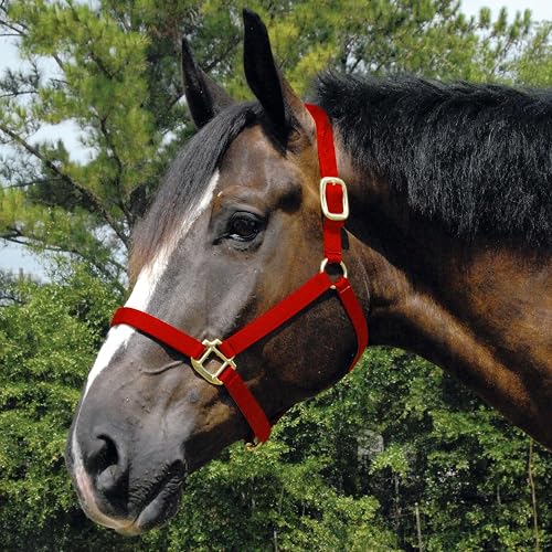 Jeffers Equine Arabian Nylon Horse Halter – Adjustable Equestrian Tack for Arabians, Full Size Horses, ¾ Wide, 2 Ply Nylon Webbing for Strength & Comfort, Cast Hardware, Travel Friendly - Red