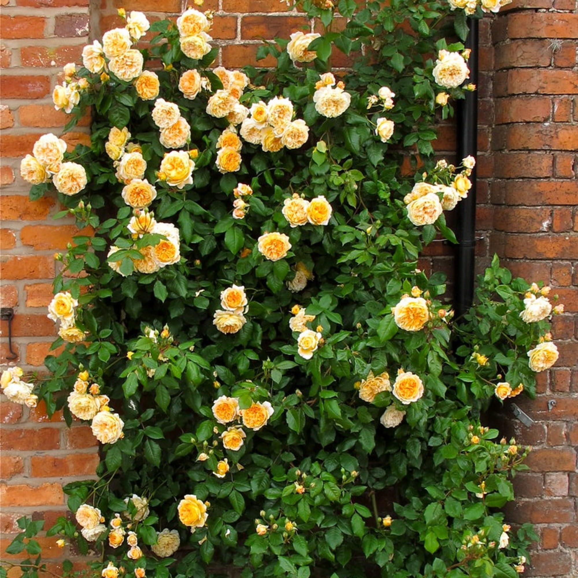 Guruji Plantation Climbing Rose Live Plant – Fast-Growing Vine Rose for Vertical Garden, Arches & Fences | Flowering Creeper Rose in Grow Bag (Orange)