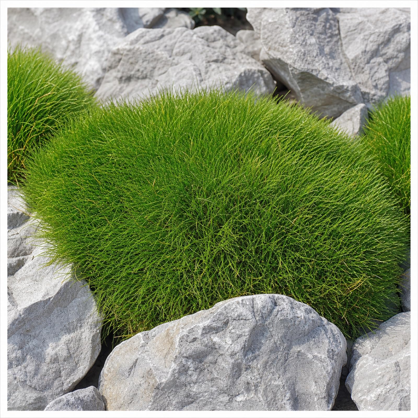 Stauden Gänge 10 x Festuca gautieri Bärenfellgras winterhart