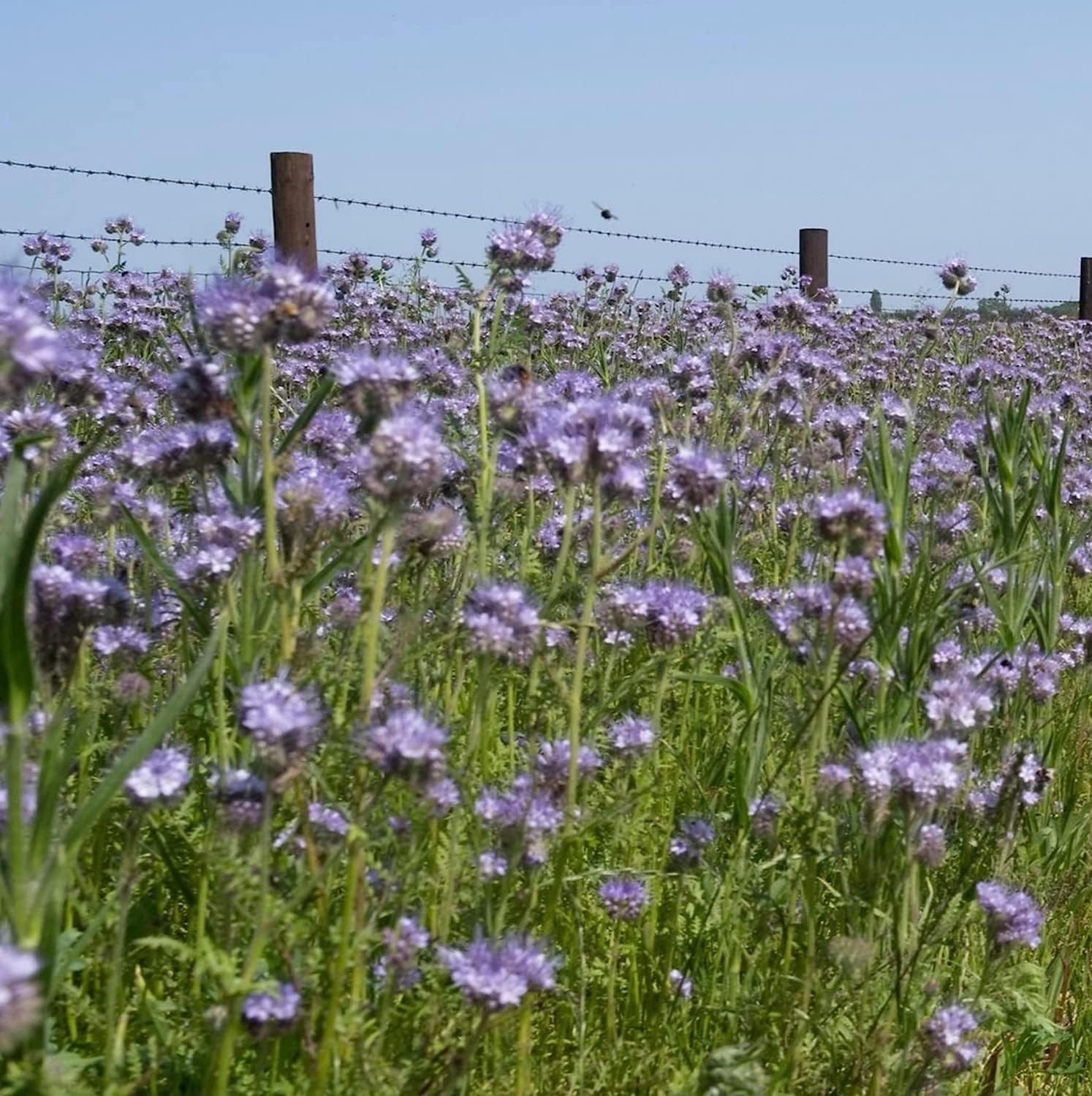 Phacelia Seed 1kg Green Manure (Maintains and Hold Nitrogen) LGH