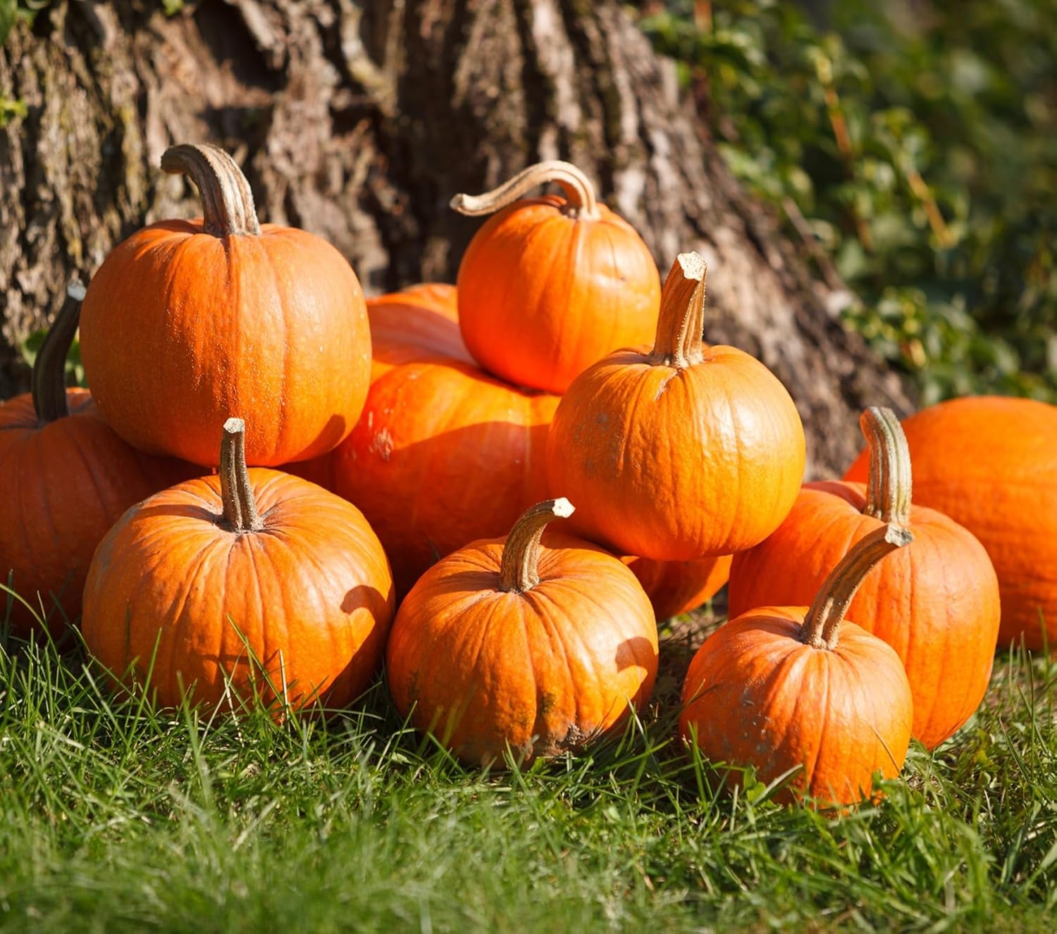 Bulk Pumpkin Seeds for Planting - 1 Pound, Over 4,000 Heirloom Non GMO Seeds, High Germination Pumpkin Seeds to Plant & Grow Home Outdoor Garden