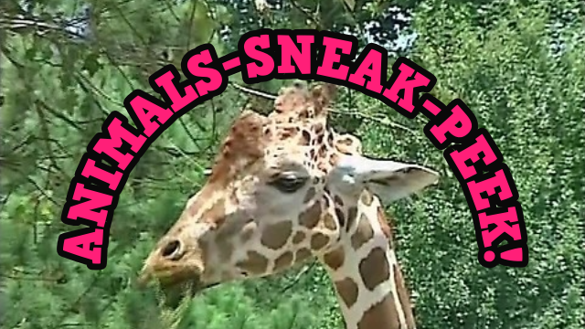 Amazon.com: Brainy Baby Animals Apes to Zebras DVD Deluxe Edition