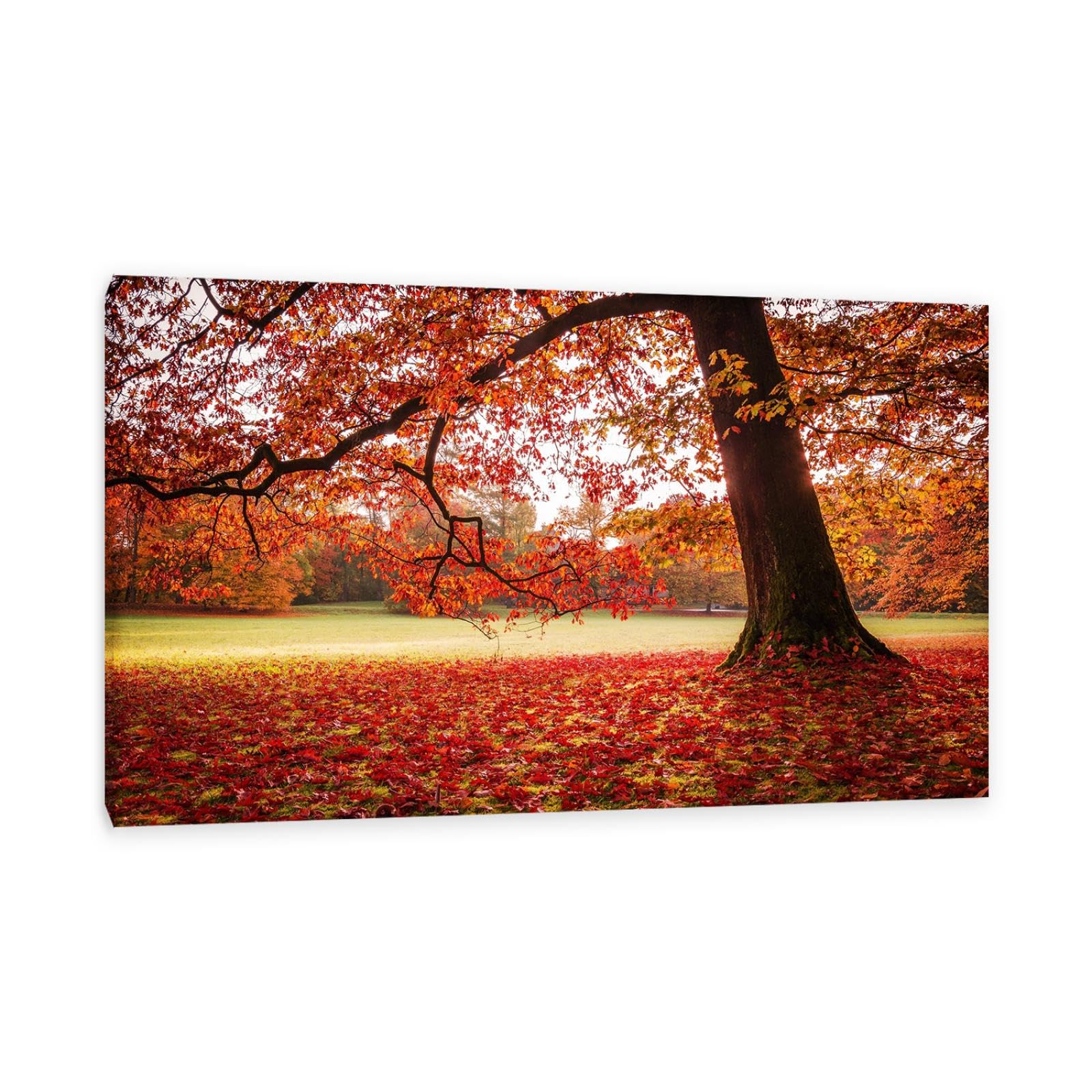 Hau3sh3a Cuadros Decoracion OtoñO Park deja árboles de césped rojos Cuadro Sobre Lienzo Parque OtoñO áRbol Lienzos Decorativos Pintura Para Salon Impresiones Regalo110x70cm(43x28in) Enmarcado