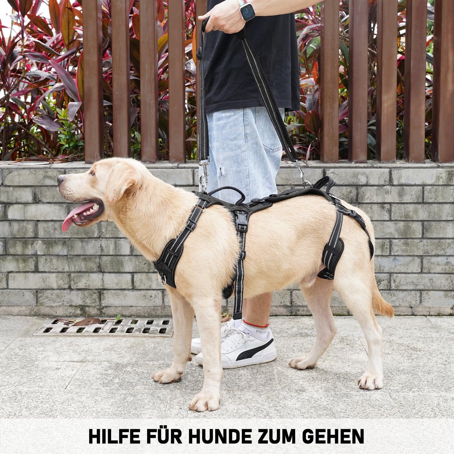 COODEO Tragehilfe Hund Hinterbeine, Hunde Hebegeschirr mit Schultergurt, Hundelift Gehhilfe für alte Hunde, Reha-Geschirr bei Arthritis, Gelenkverletzung, OP & Treppenhilfe (Schwarz, M)
