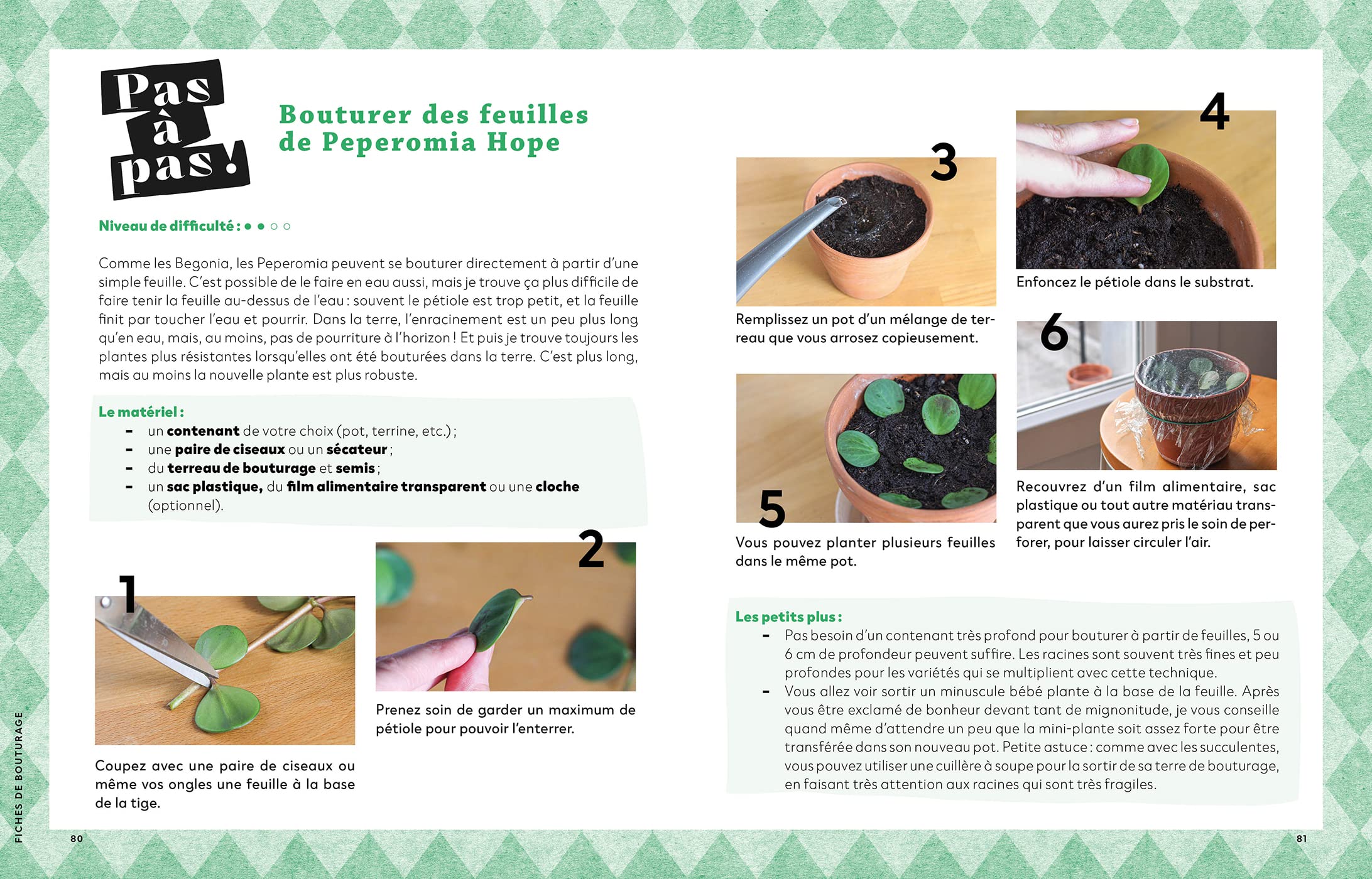 Faire pousser ses plantes gratos: Apprends à transformer un petit bout de tige en méga plante