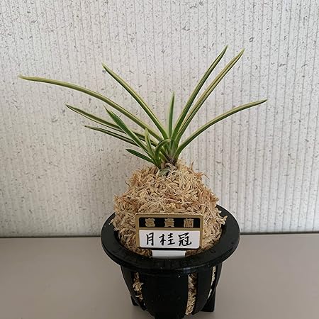 Amazon 富貴蘭 風蘭 3 5号 品種おまかせ 観葉植物 オンライン通販