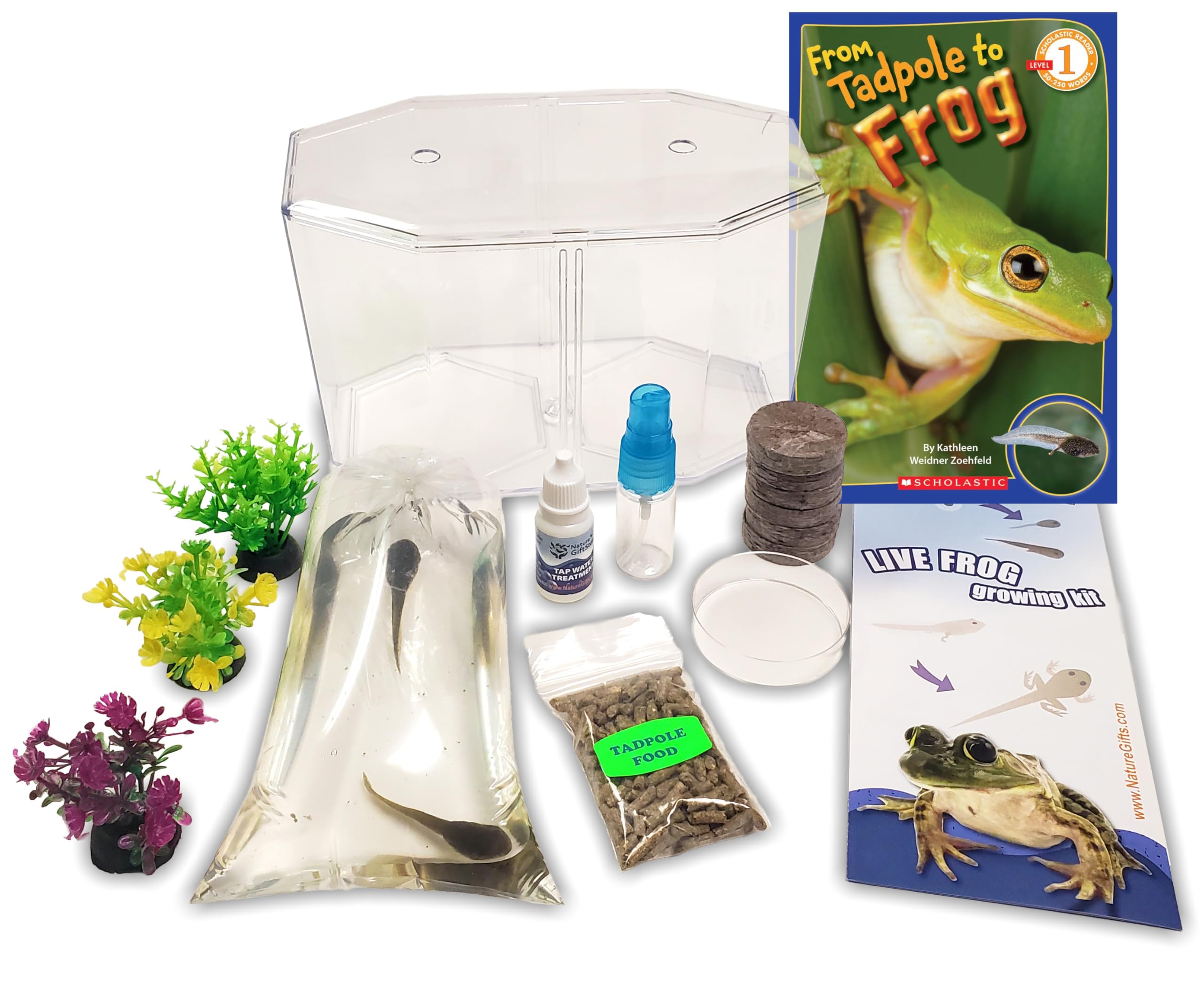 Tadpole to Frog Starter Kit - Includes Certificate for 2 Live Tadpoles - All-in-One Bundle with Habitat, Food, Instructions, and Book - Ideal for Education and Home Observation