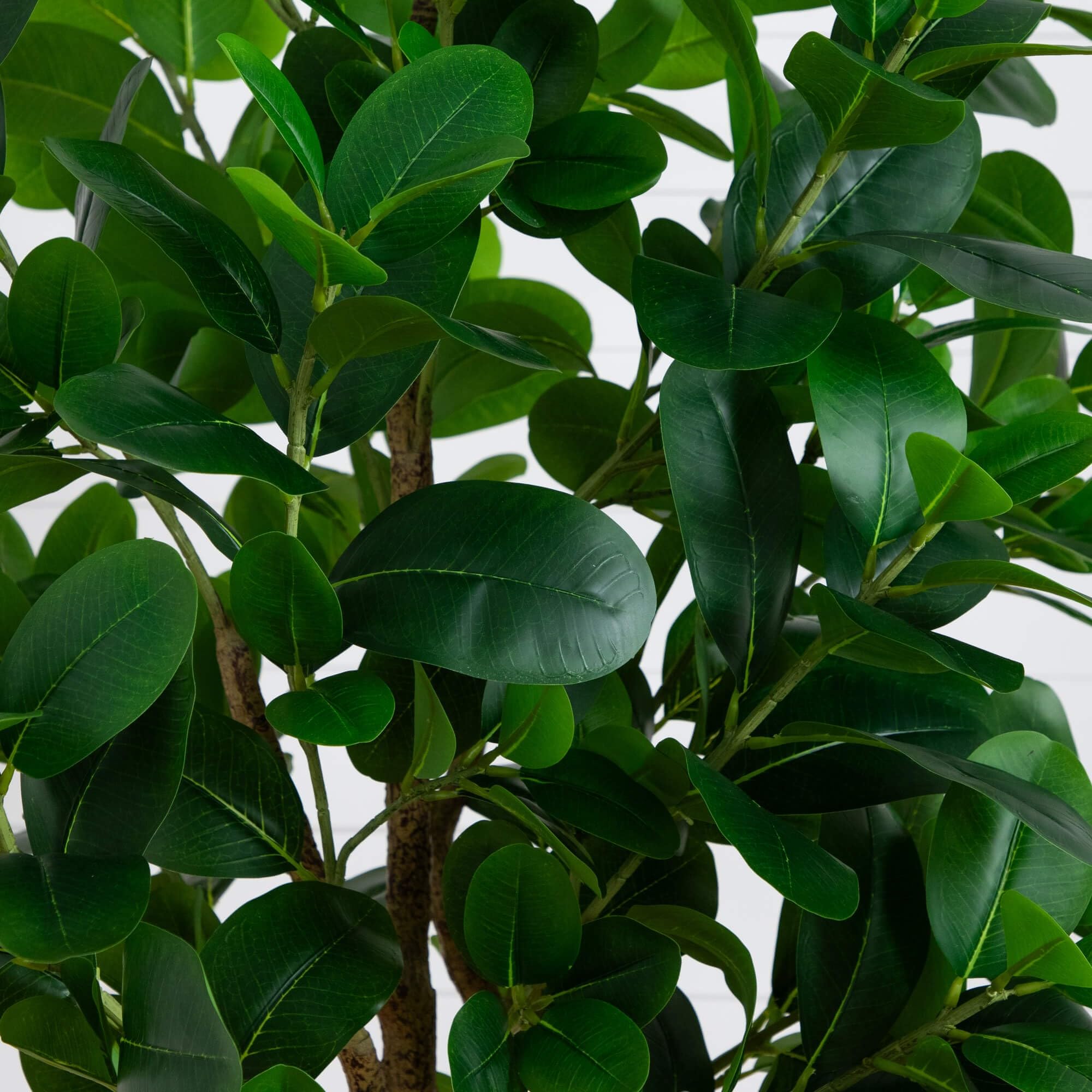 dracaena marginata tricolour Dracaena Marginata Tricolour