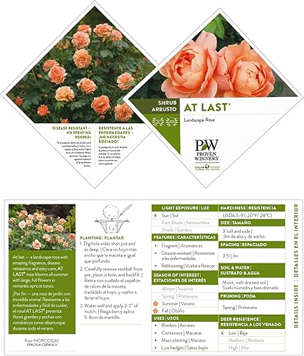 Miniatura 9 de Proven Winner at Last Rose, 2 Gallon, Sunset Orange &amp; Root 98 Warehouse Knockout Double Red Rose, 1g