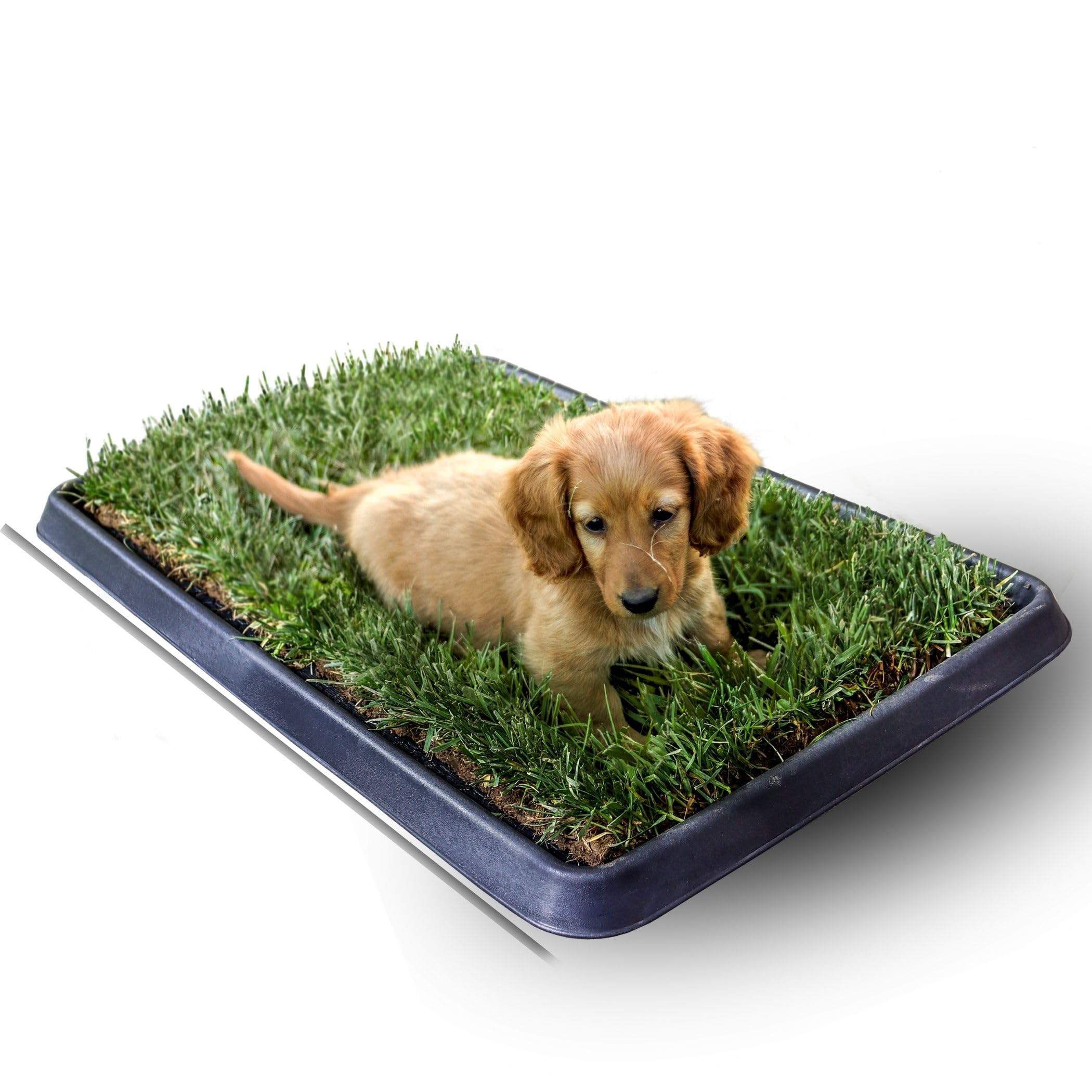 Petzolla – Cama para animales ecológica de césped real