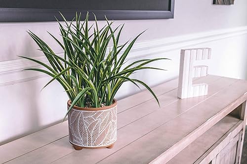 Miniatura 58 de D'vine Dev Juego de 2 macetas de terracota, 4 y 6 pulgadas, maceta de diseño con orificio de drenaje, selva monzónica, terracota/negro, 31-953-H-2