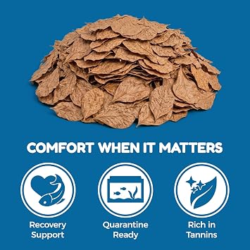 SunGrow 50 pcs Betta Fin Rot Treatment Catappa Indian Almond Leaves, 2, Betta Water Conditioner Leaves for Fish Tank Aquarium, Leaf Create Realistic Blackwater River Habitat, Reduce Stress & Lower pH
