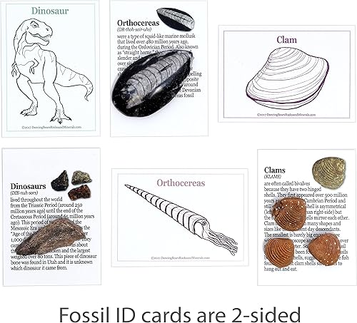 Miniatura 6 de DANCING BEAR Fossil Collection Kit (juego de 12 piezas) libro de identificación fósil, juego de ciencia STEM, fabricado en los Estados Unidos