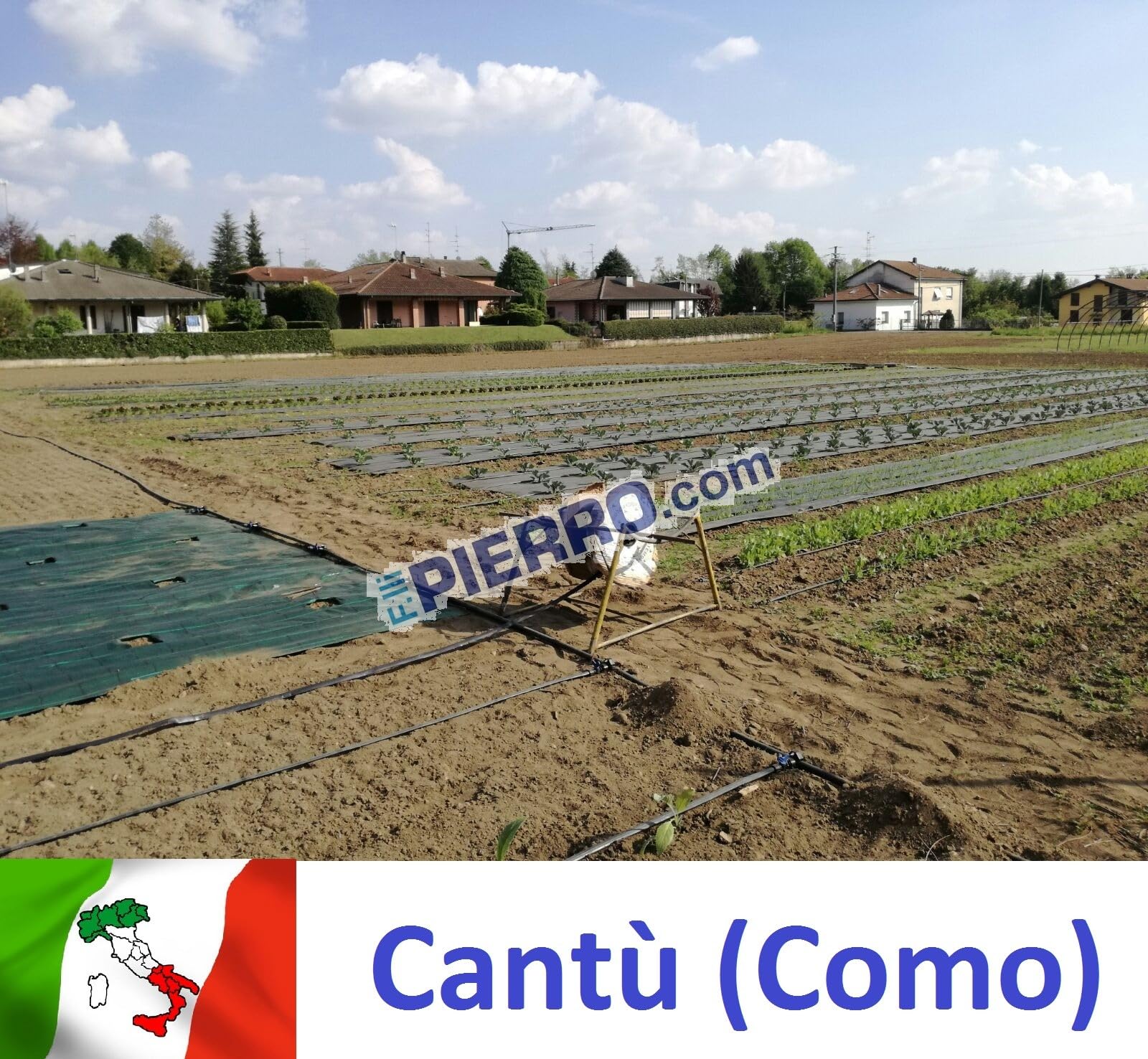 Tubo Manichetta gocciolante passo 20 - Bobina 2000 mt - 8 mls pluvio piattina