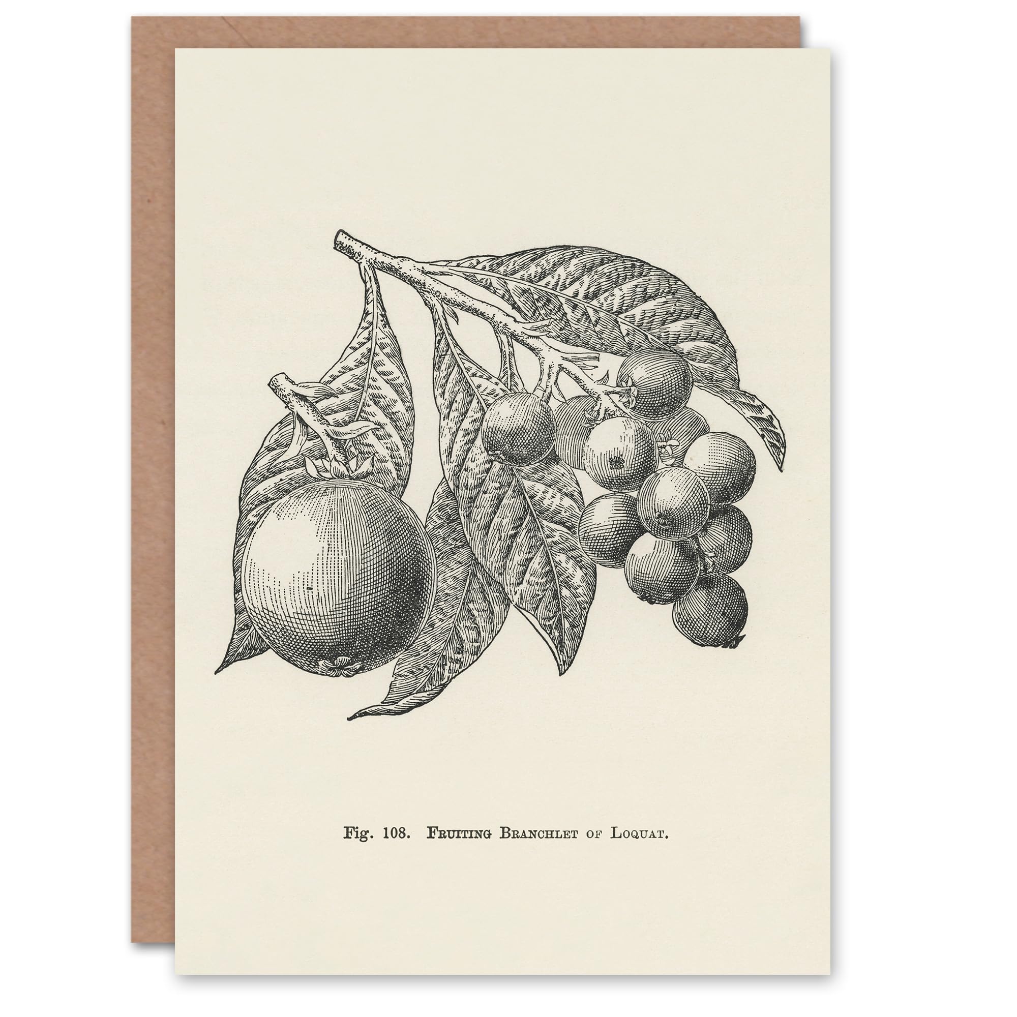 Artery8 John Wright Art Card Fruit Growers Guide Vintage Loquat Illustration