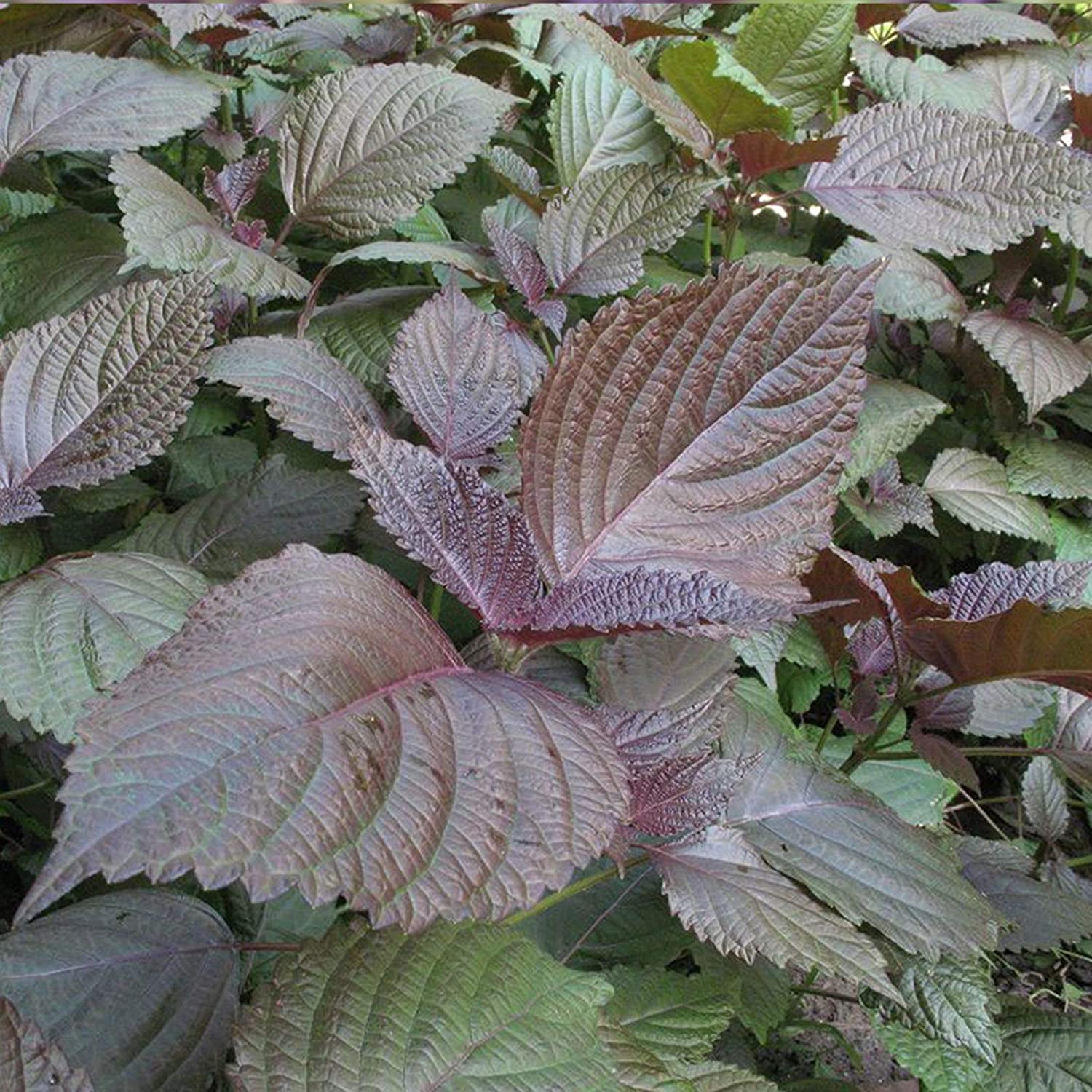 VibeX Vegetable Seeds, Purple Basil Shiso Seeds -500 Seeds (B0B9Y57YKB) Amazon Price History, Amazon Price Tracker