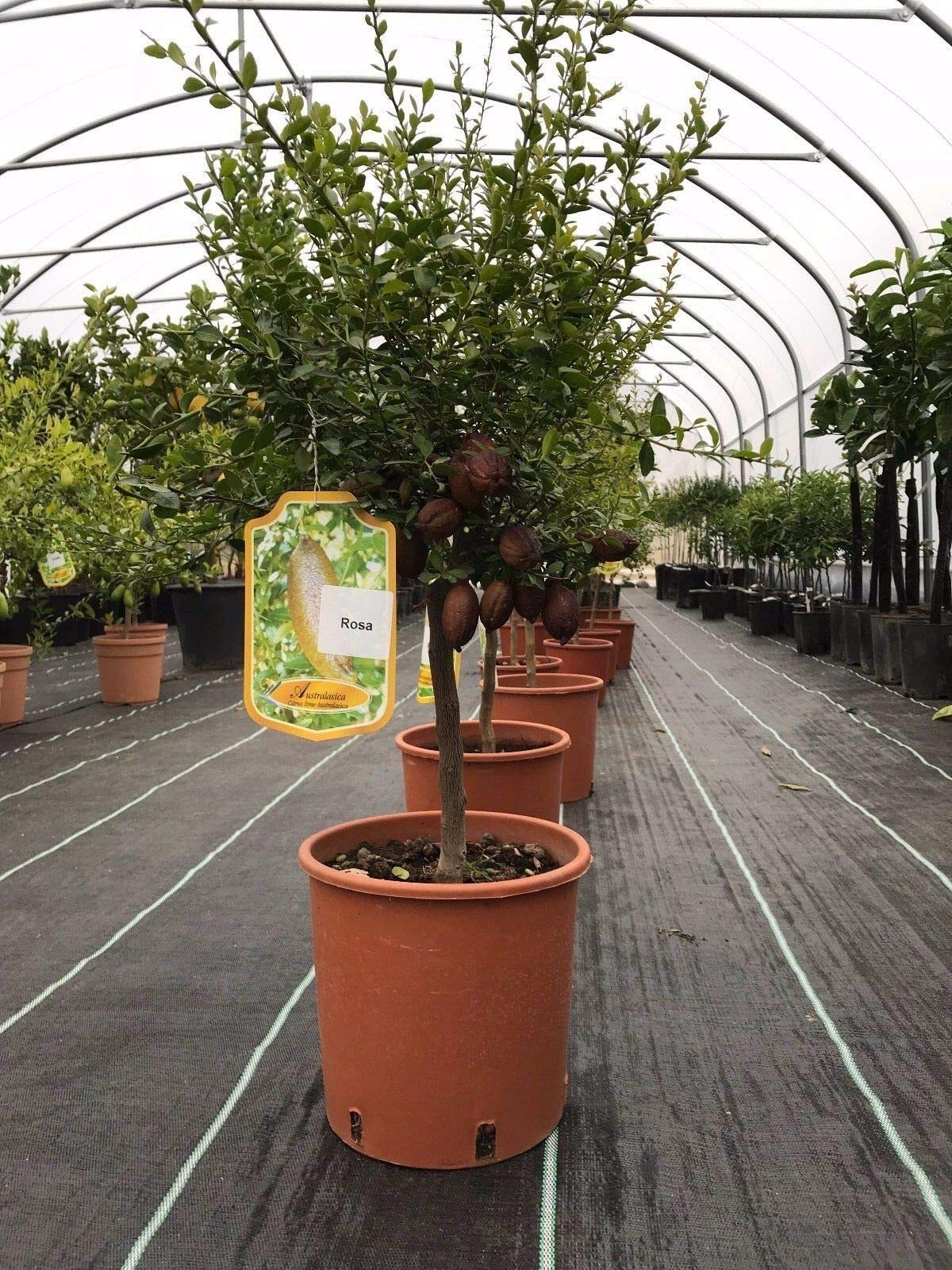 Limone Caviale "Citrus Australasica" Pianta Di Finger Lime Rosso In Vaso¸18 Cm