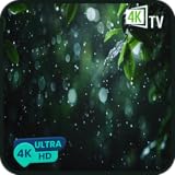 静かな雨 - 睡眠と読書のための柔らかな雨