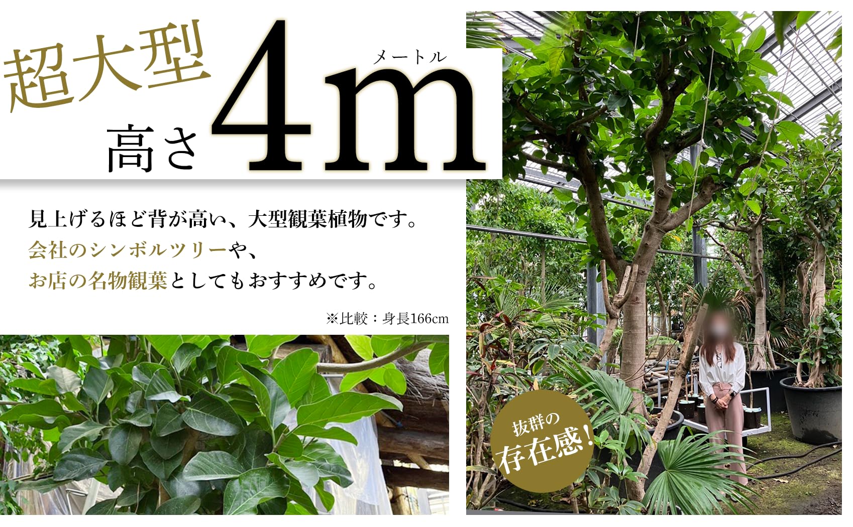 フィカス　リツコ Amazon｜フィカス 大型 観葉植物 南の国 鹿児島 庭 エントランス