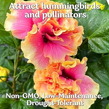 Amazon.co.jp: 10 ダブル ピンク イエロー ハイビスカス シード ハード