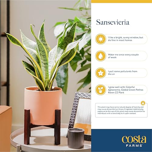 Miniatura 5 de Costa Farms - Planta de la serpiente o sansevieria de interior viva, fácil de cultivar en maceta de interior, mezcla de tierra, decoración del