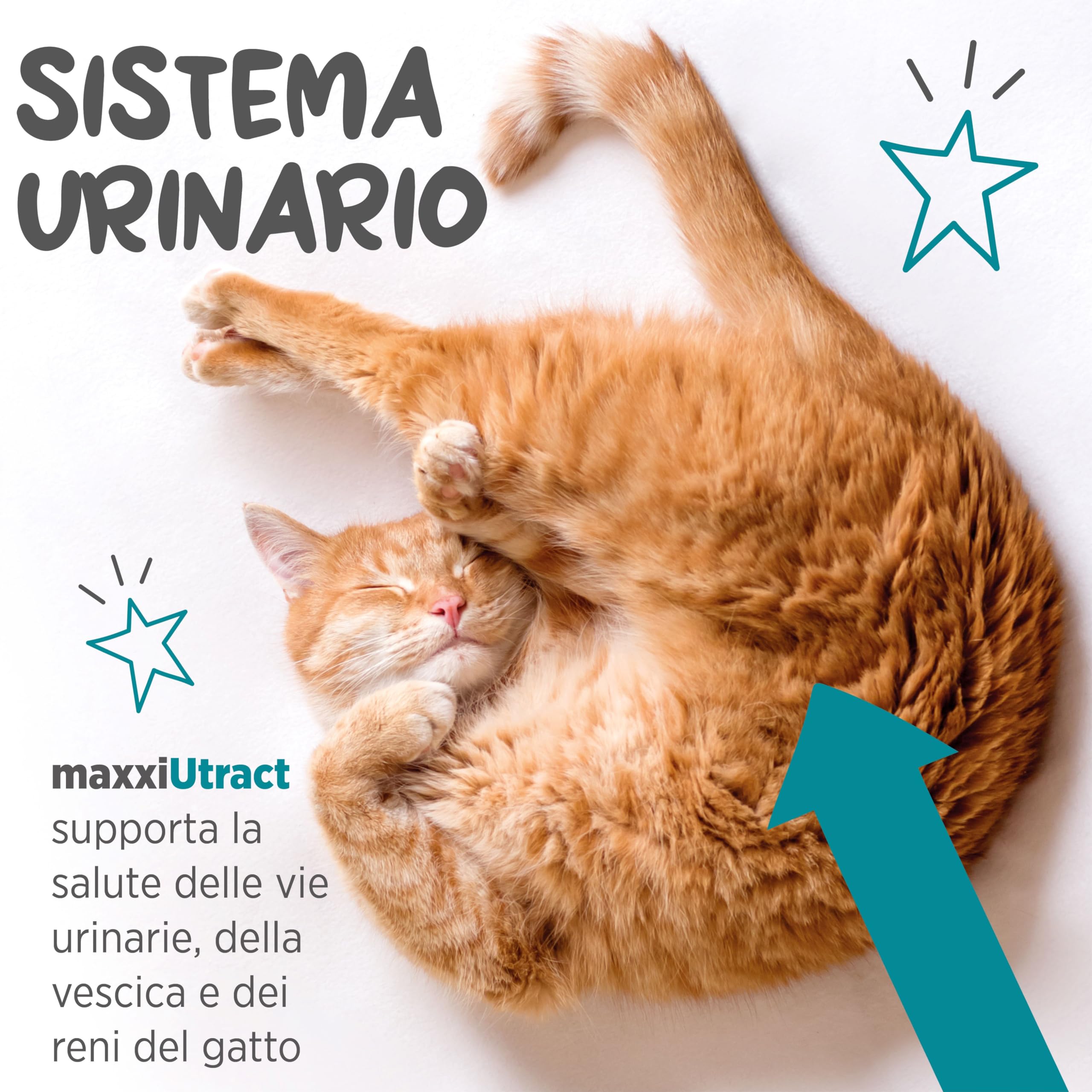 maxxipaws maxxiUtract Benessere Urinario e della Vescica - Integratore in Polvere per Gatti, 90g