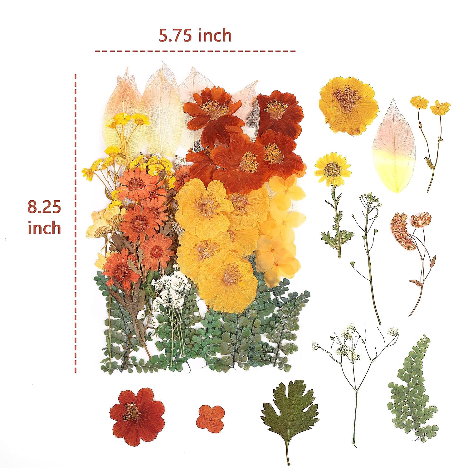 AHTONG 100 Stück echte getrocknete gepresste Blumen, Blätter, natürliche Pflanze, Herbarium für DIY-Harzform, Schmuckherstellung, Handwerk (20 Stile), Herbstgelb, Orange