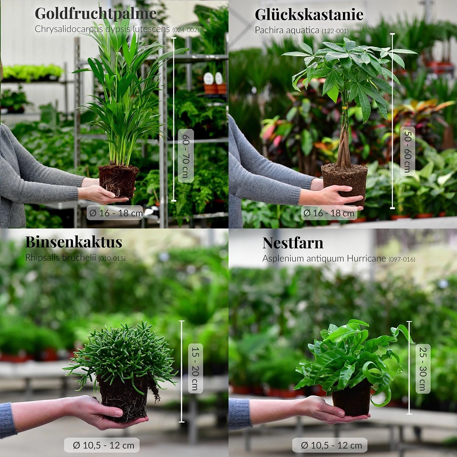 Nestfarn, Areca-Palme, Glückskastanie & Rutenkaktus – 4er Box Zimmerpflanzen Katzenliebe – frisch aus der Gärtnerei – Höhe 15-70 cm – Töpfe 10,5-17 cm – mit Übertöpfen – Green Me Up