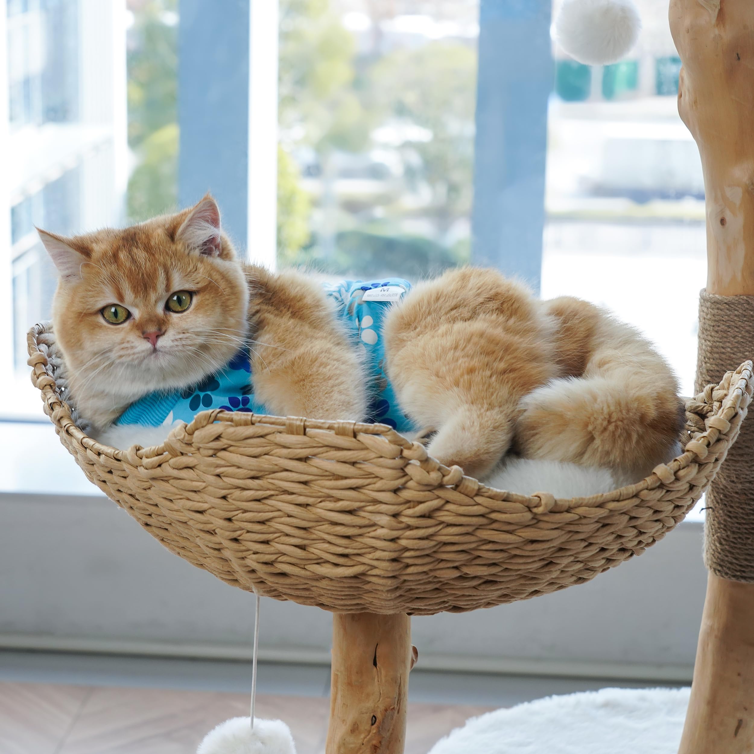 Amazon | オスまたはメスの猫のための猫の回復スーツ – ソフトで通気性