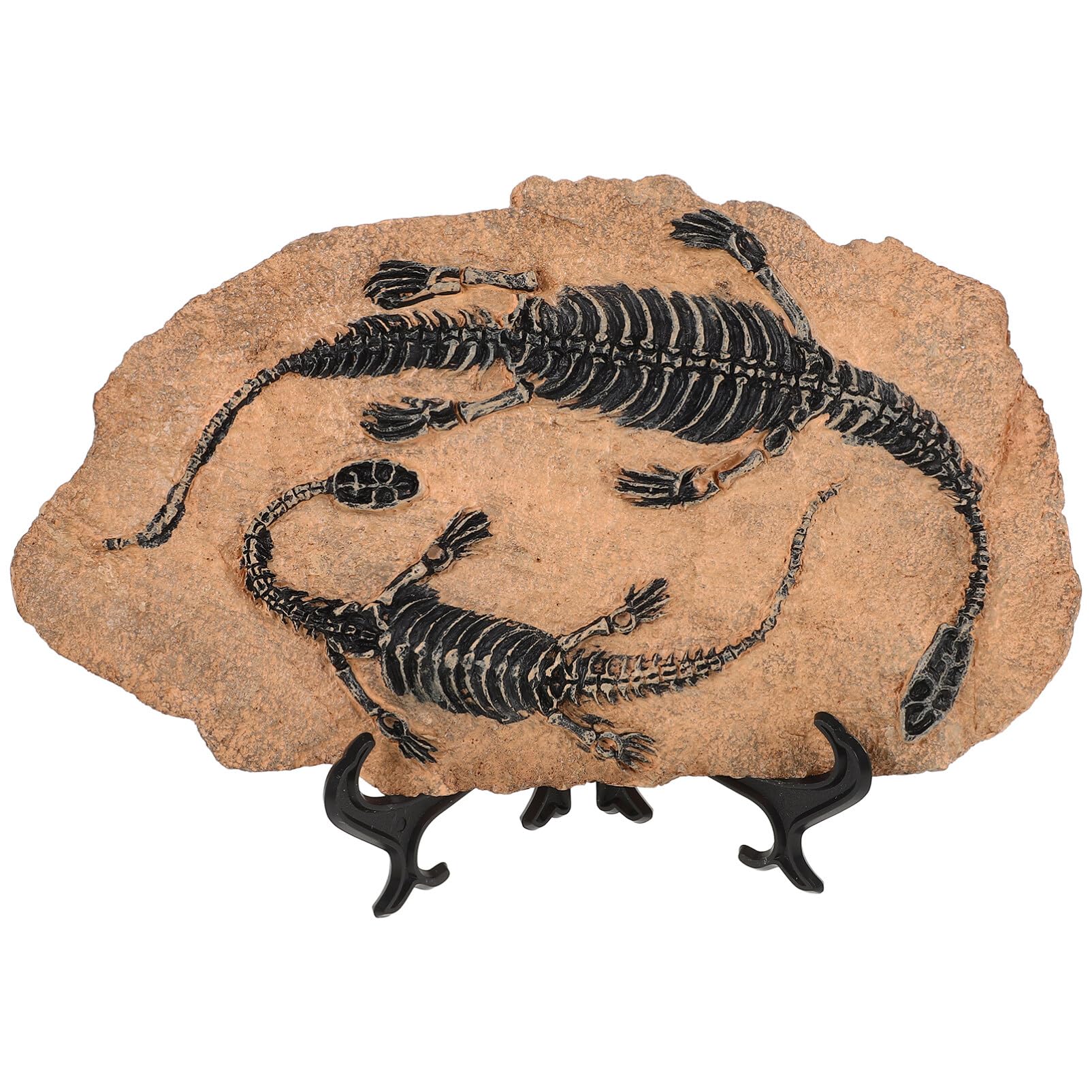 Milisten 1set Decorazioni Fossile Di Ornamentazione Realistica Per Casa e Giardino Di Fossile Simulato Per Compleanni e Regali Ai Fan Dei Dinosauri