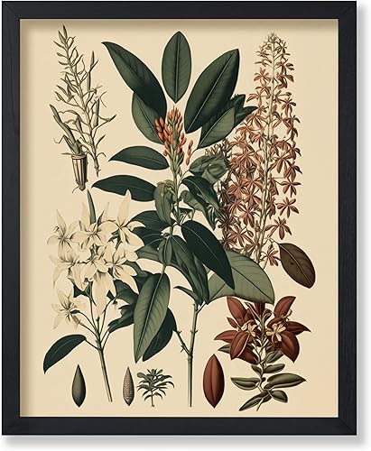 Poster Master Póster botánico antiguo, impresión de dibujo vintage, arte de pared sin marco de 8 x 10 pulgadas, regalo para amigos, jardinero,