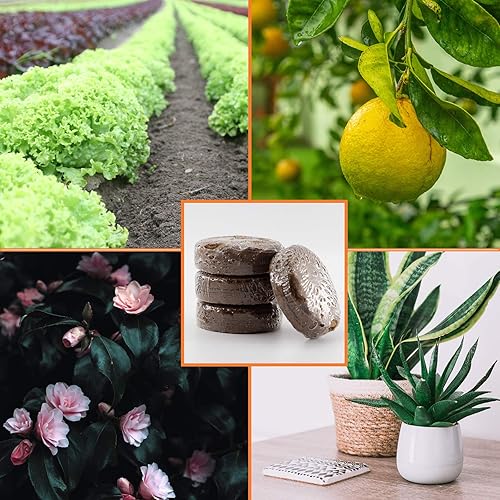 Miniatura 5 de YBB Paquete de 12 discos para macetas de fibra de coco comprimido, disco orgánico de fibra de coco de 2 pulgadas, se expande para adaptarse a