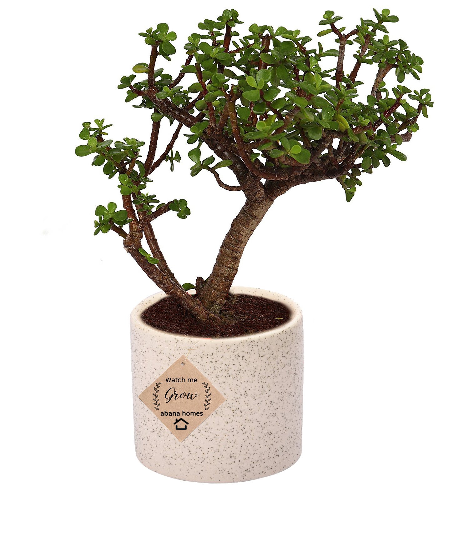 Bonsai Tree Live Plant For Home | Jade Bonsai | 3 Years Old | Upright Formal Bonsai Tree (B07F5YVFR1) Amazon Price History, Amazon Price Tracker