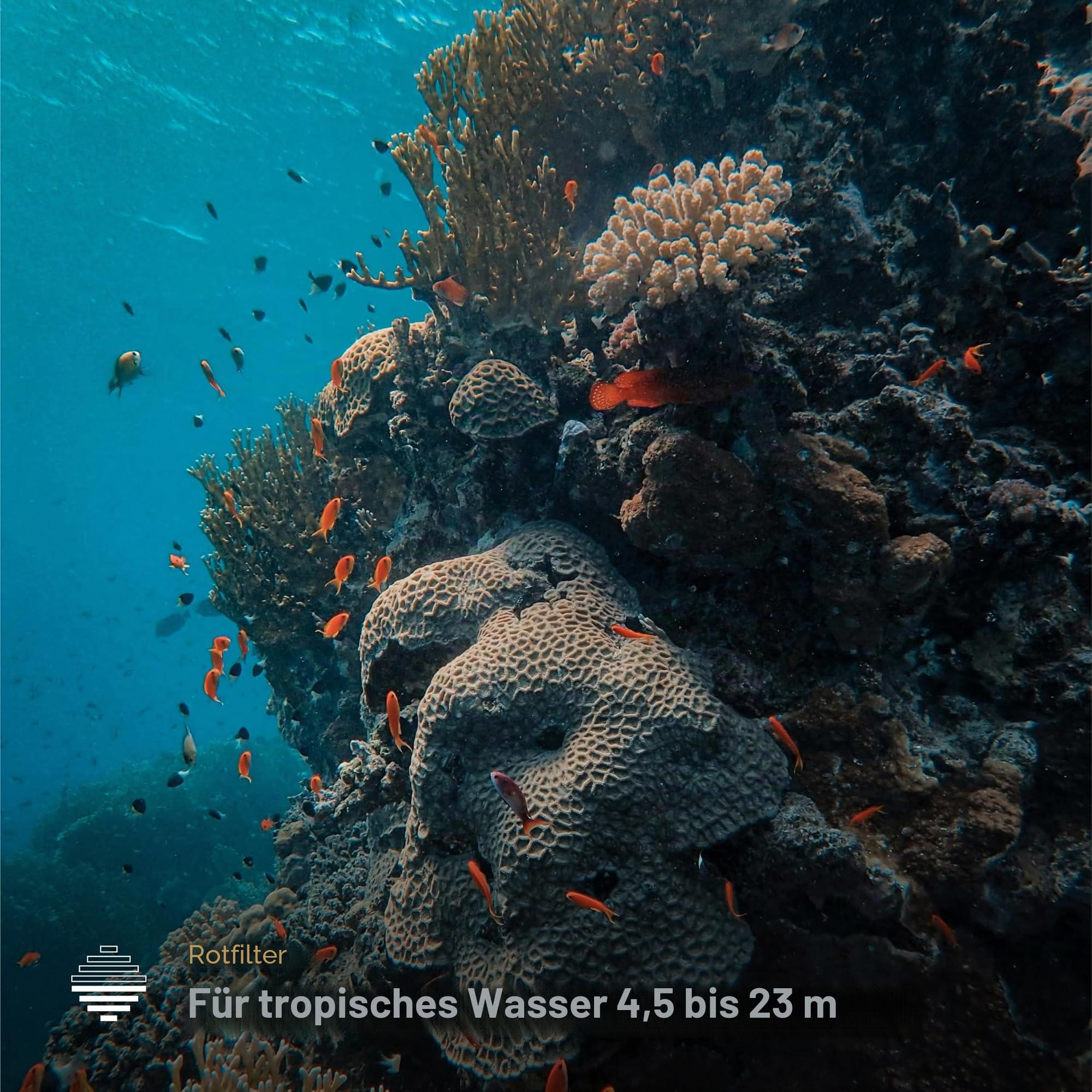 PolarPro - DiveMaster - für Hero 9/10/11 Schwarz - Schutzgehäuse - Schnell und sicher - Fangen Sie leuchtende Farben in blauen, grünen und flachen Gewässern EIN - Tauchen