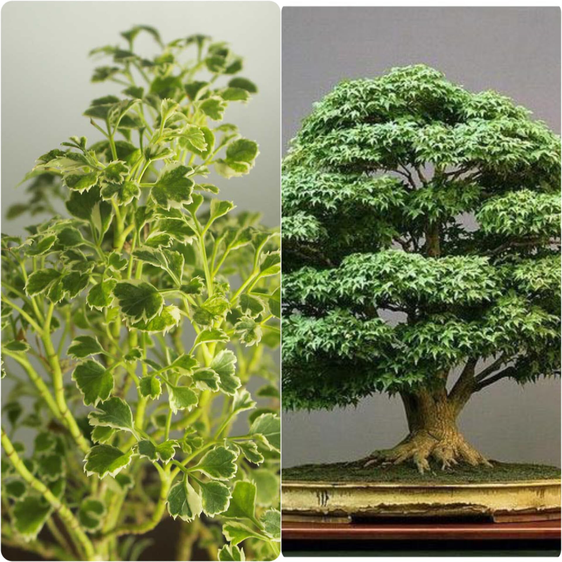 24 hours oxygen giving indoor plants,Kamini plant,Aralia plant (Pack of 2) (B0CV12JY77) Amazon Price History, Amazon Price Tracker