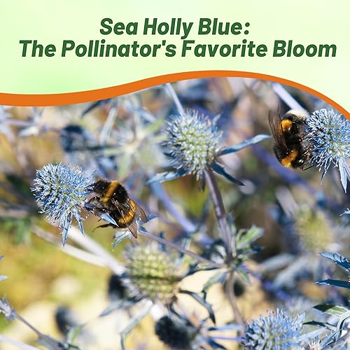 Miniatura 5 de Outsidepride 5000 Semillas Perennes Silver Blue Eryngium Planum Sea Holly Blue Flower Seeds para plantar