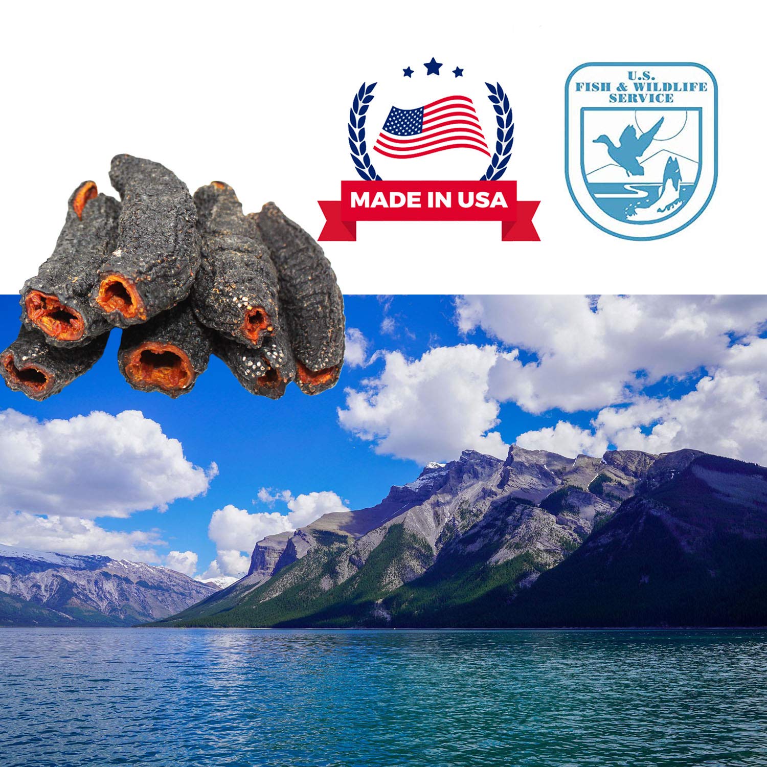 DABC OAK LAND Sea Cucumber Canada Dried Supplement Wild Caught Sea