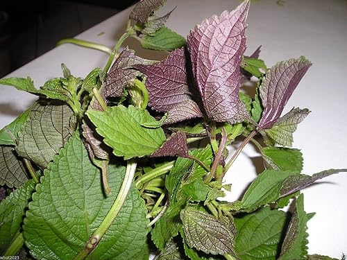 Miniatura 1 de 1000 semillas de perilla vietnamita (Perilla Frutescens) Temporada cálida anual, hierba asiática