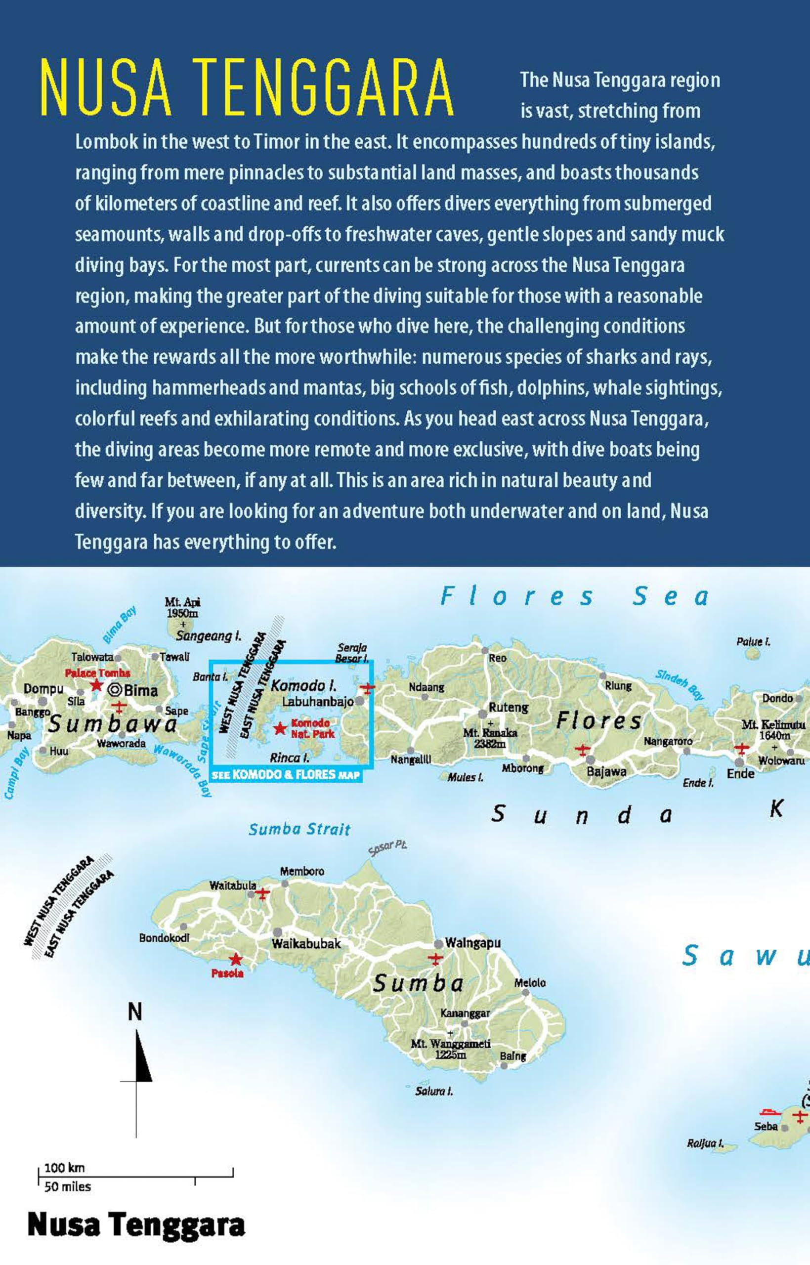The Ultimate Guide to Diving in Indonesia: Exploring the Tropical Seas with the World's Greatest Marine Biodiversity