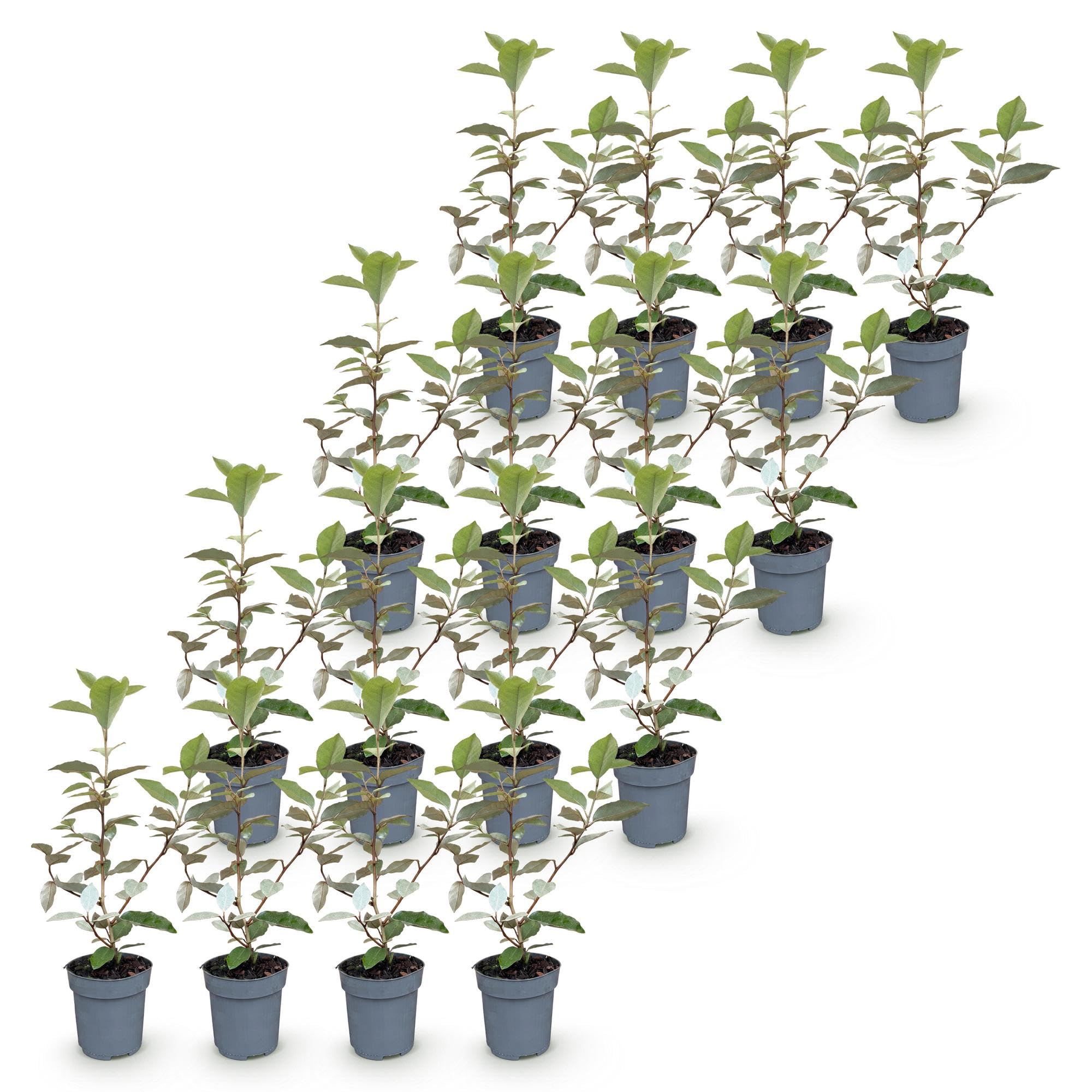 Setos Elaeagnus Ebbingei Compacta Verde, para Jardín, Pack de 16, 25-35cm