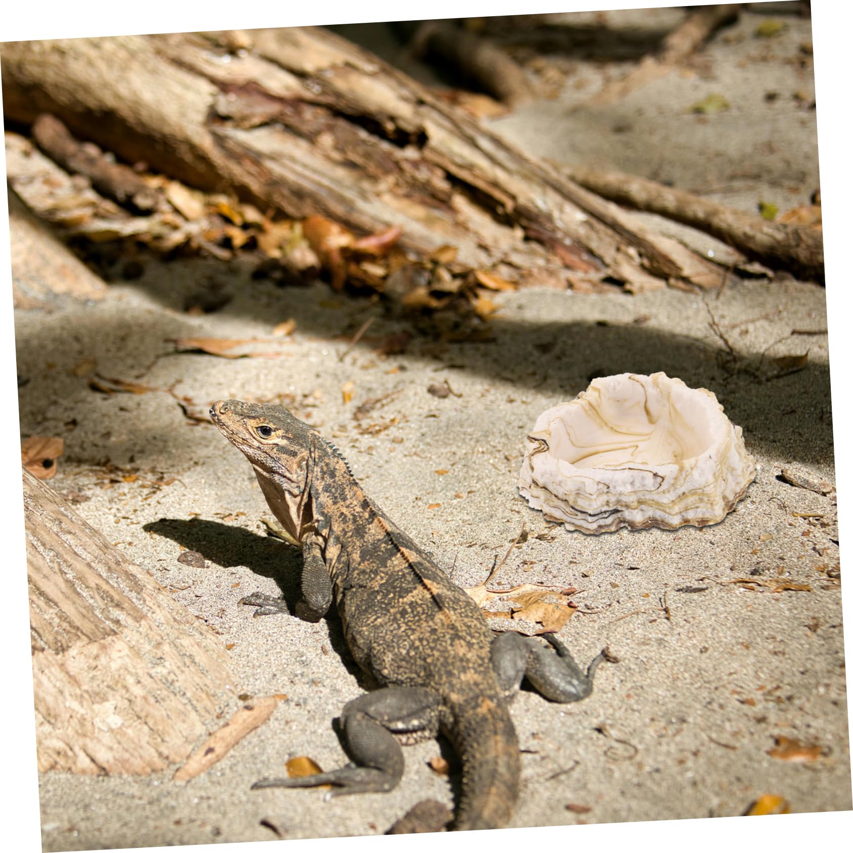 Toddmomy 5piezas Tazón De Alimentación y Agua para Reptiles Plato De Resina para Terrario Diseño Estable y Duradero para Comida y Bebida De Mascotas Reptiles Accesorio De Terrario para