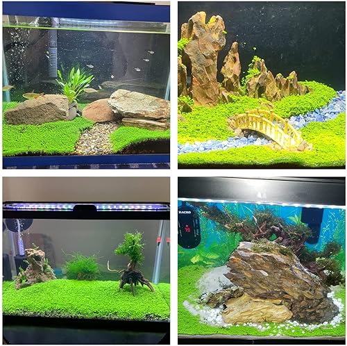 Miniatura 4 de Paquete de 2 semillas de plantas de acuario vivas, plantas de hierba de agua, mini hojas, semillas de plantas de hierba de acuario, hierba de hoja