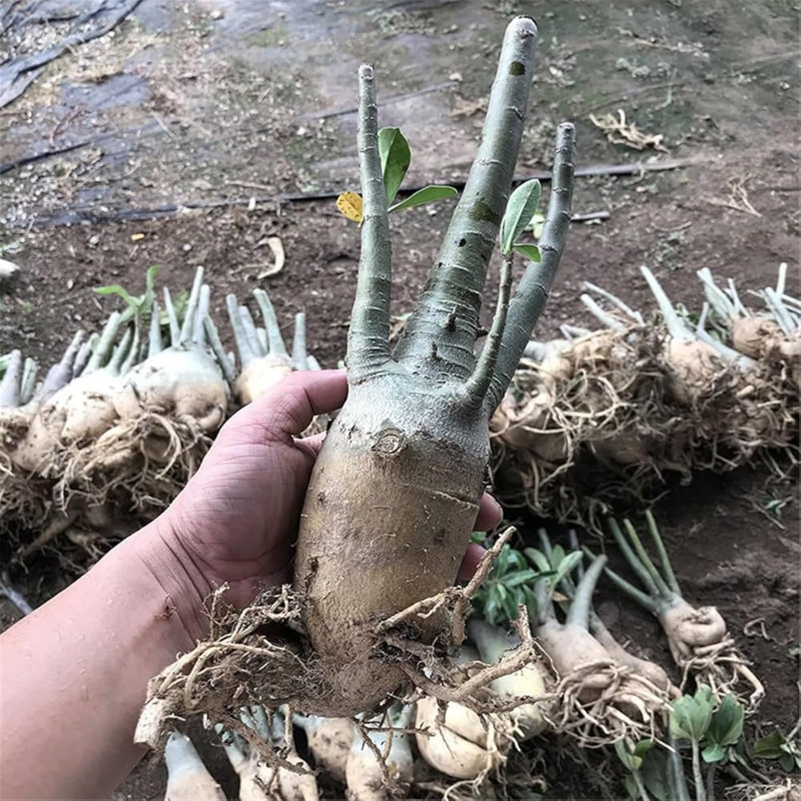 Rosa del desierto perenne resistente a las inclemencias, para decoración permanente de jardines exteriores-5bulbos-E