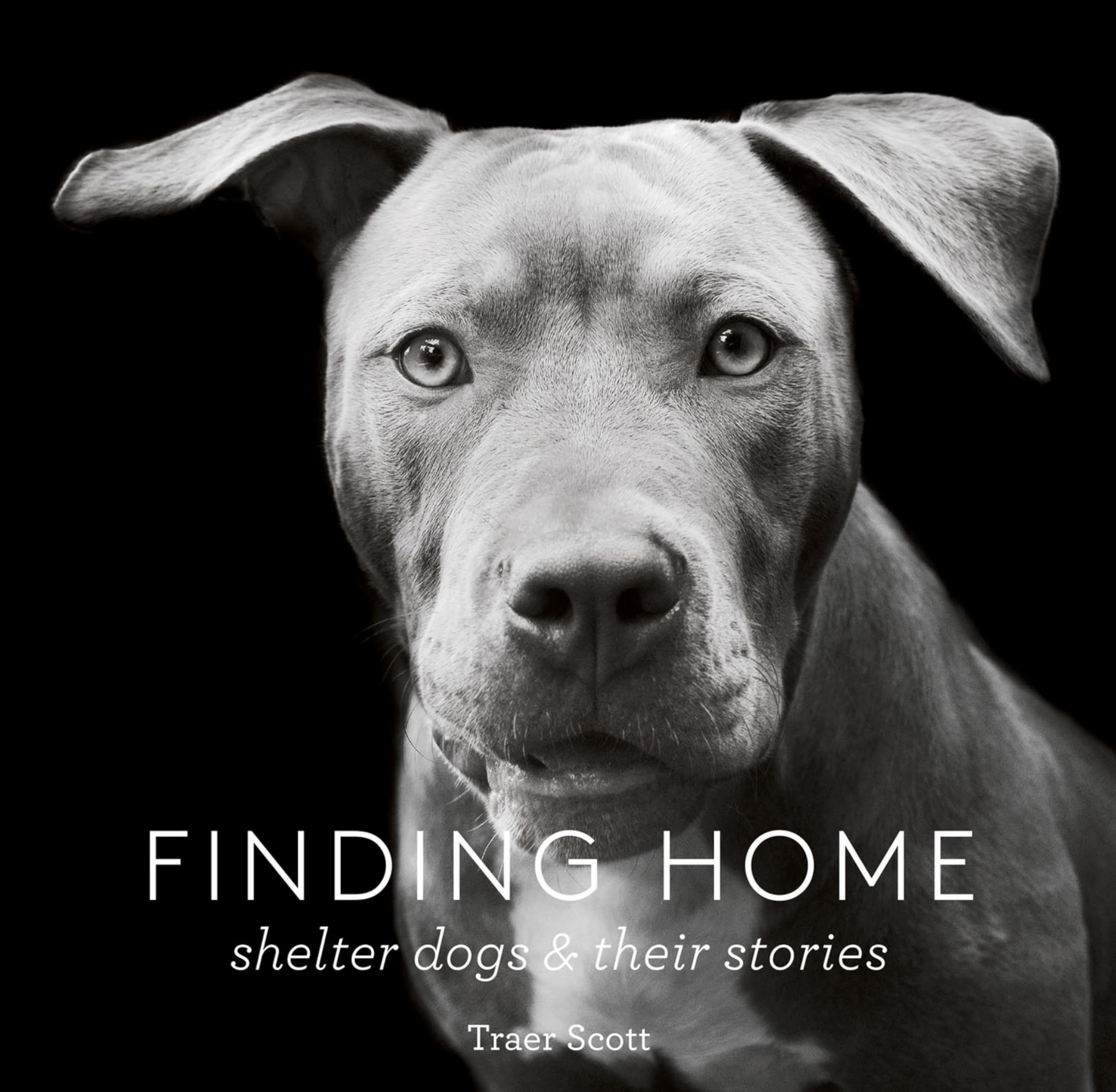 Finding Home: Shelter Dogs & Their Stories