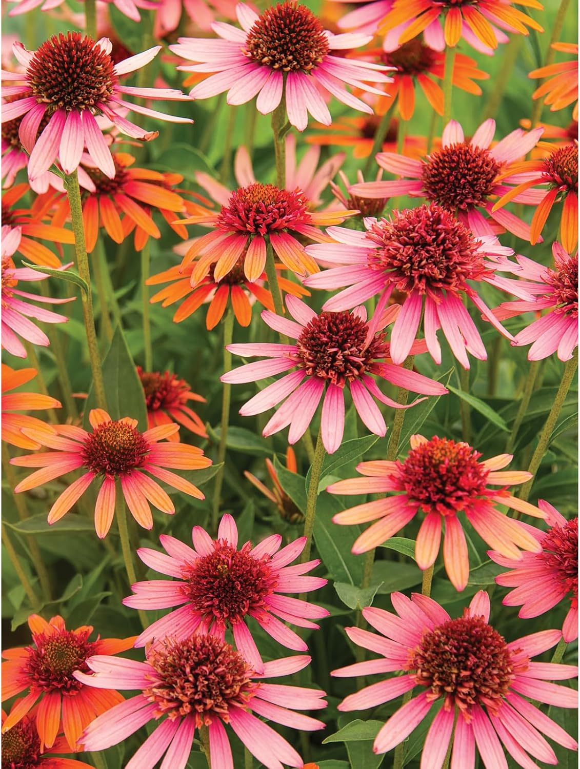 Bits and Pieces Coral Reef Echinacea Jigsaw Puzzle for Adults – Vibrant Pink & Orange Flower Garden Artwork, Botanical Spring Floral Design, Random Die-Cut Pieces (500 Piece Puzzle)