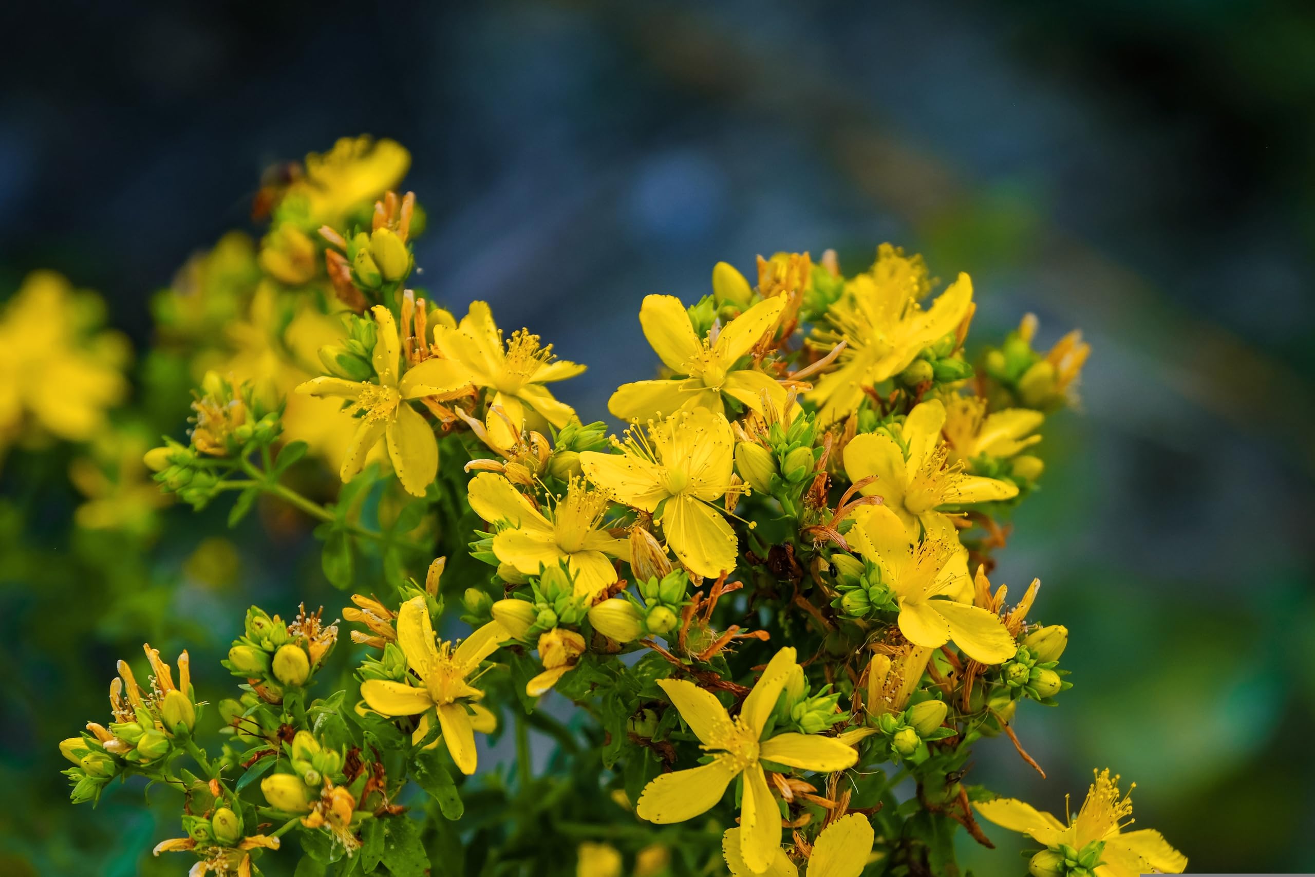 Echtes Johanniskraut (Hypericum perforatum) Samen. Heilpflanze des Jahres 2019 (100000 Samen = 10,0g)
