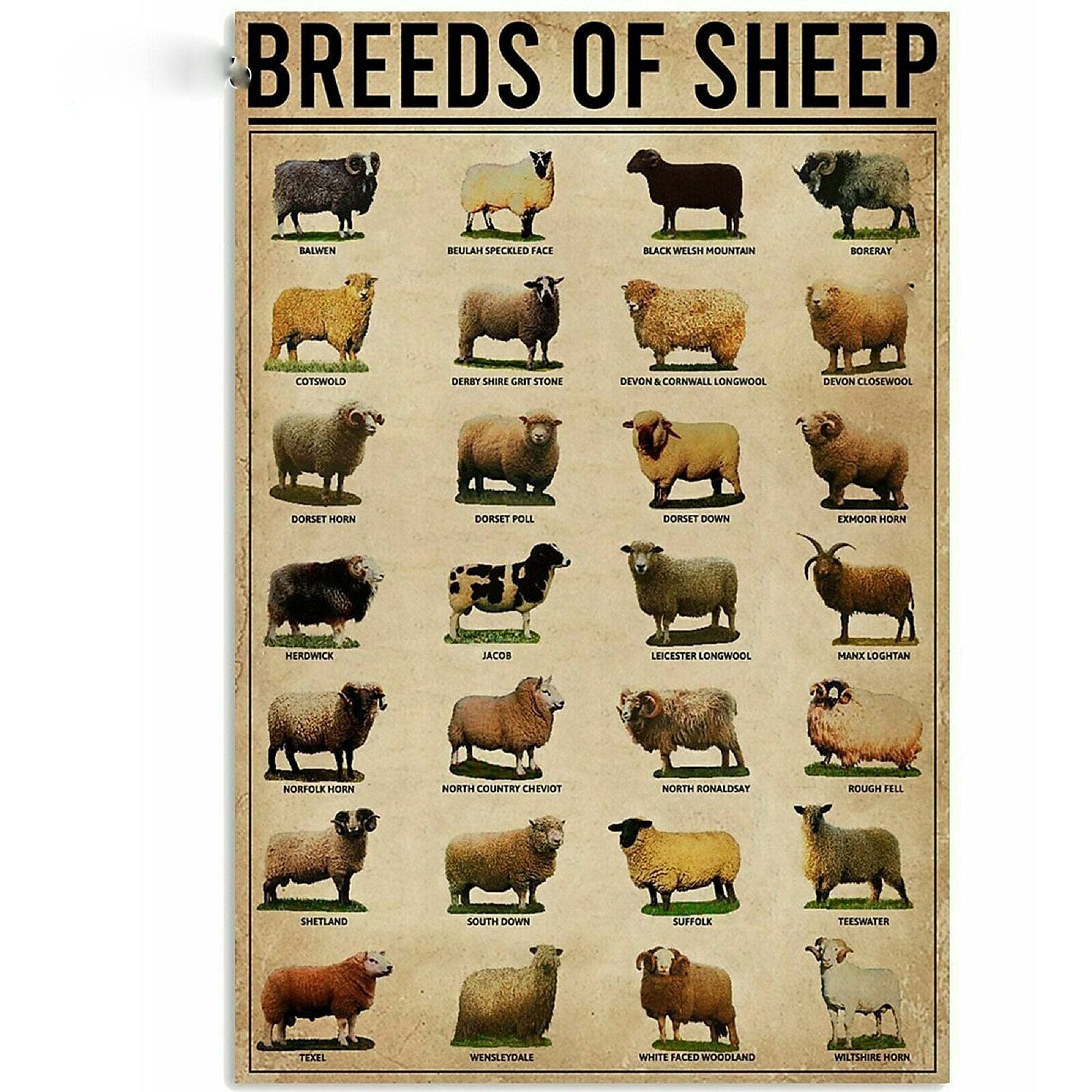 rayprint Breeds Of Sheep Farm Wall Decor Poster Metal Tin Signs Vintage 8x12 Inch Suitable For Cafes Restaurants Hotels Bar Farmhouses Garden