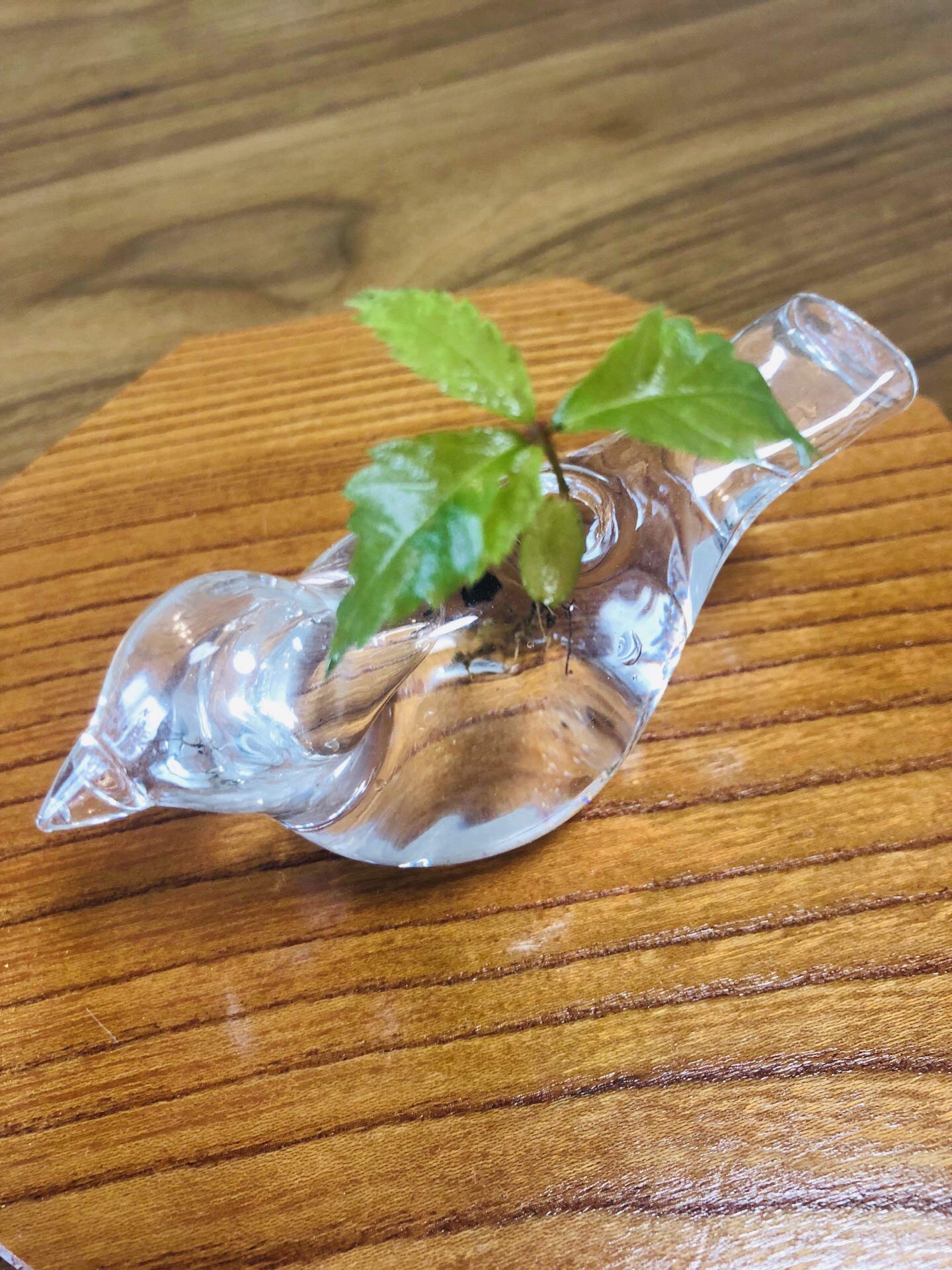 Amazon.co.jp: ケヤキ寄せ植え盆栽 : DIY・工具・ガーデン